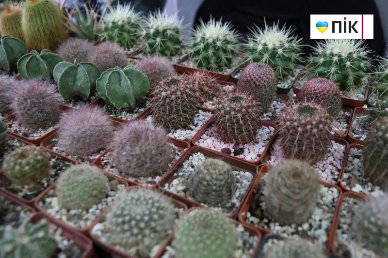 У Франківську відбувається виставка фіалок і кактусів (ФОТО) 14 photo1707493429 5 scaled
