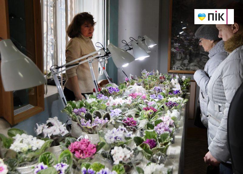 У Франківську відбувається виставка фіалок і кактусів (ФОТО) 15 photo1707493429 6 scaled
