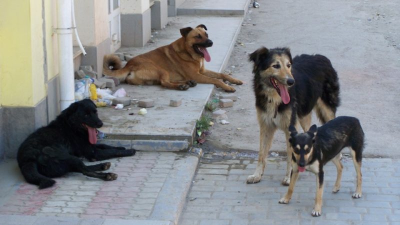 У Болехові поліцейські знайшли тіло собаки, яку ймовірно отруїли
