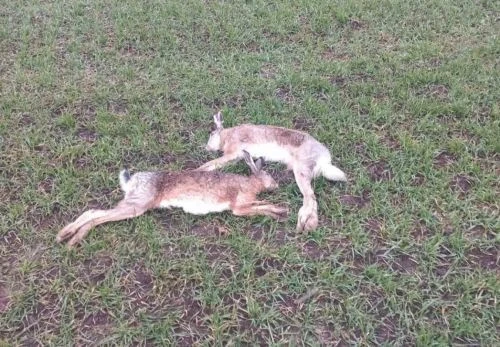 Їх могли отруїти: на Тернопільщині знайшли мертвих зайців (ФОТО)