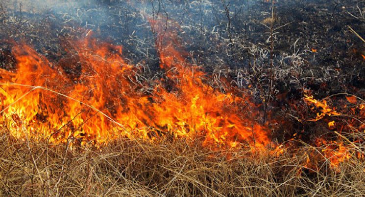 Спалювання сухої трави: у Франківській громаді оштрафували 11 порушників