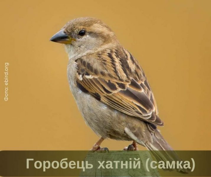 Рік горобця хатнього в Україні: цікаві факти про птахів