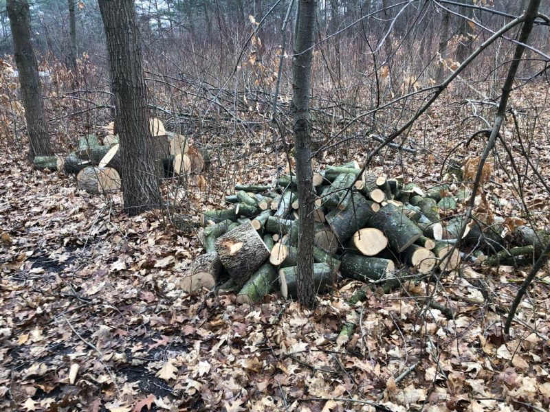 На Городенківщині незаконно зрубали 13 дерев дуба та клена: зловмисників розшукують (ФОТО)