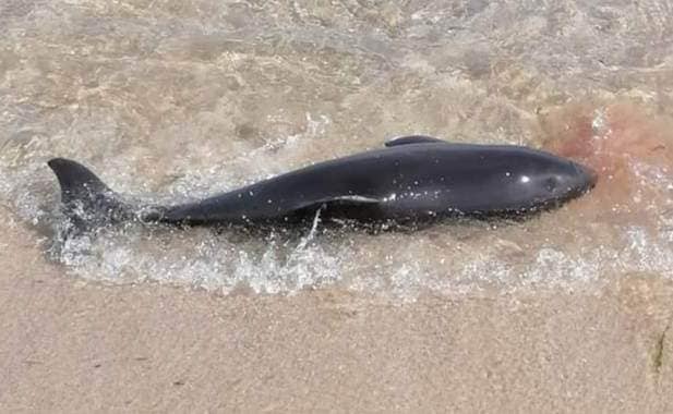 Понад 100 за місяць: у Чорному морі через війну гинуть дельфіни (ФОТО)