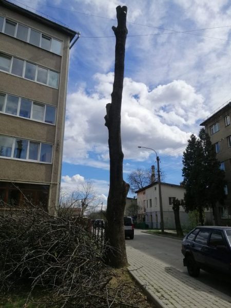 У Франківську голова ОСББ самовільно зрізав дерево: його оштрафують (ФОТО)
