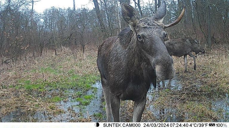 Рідкість для регіону: на Прикарпатті у фотопастку потрапив лось європейський