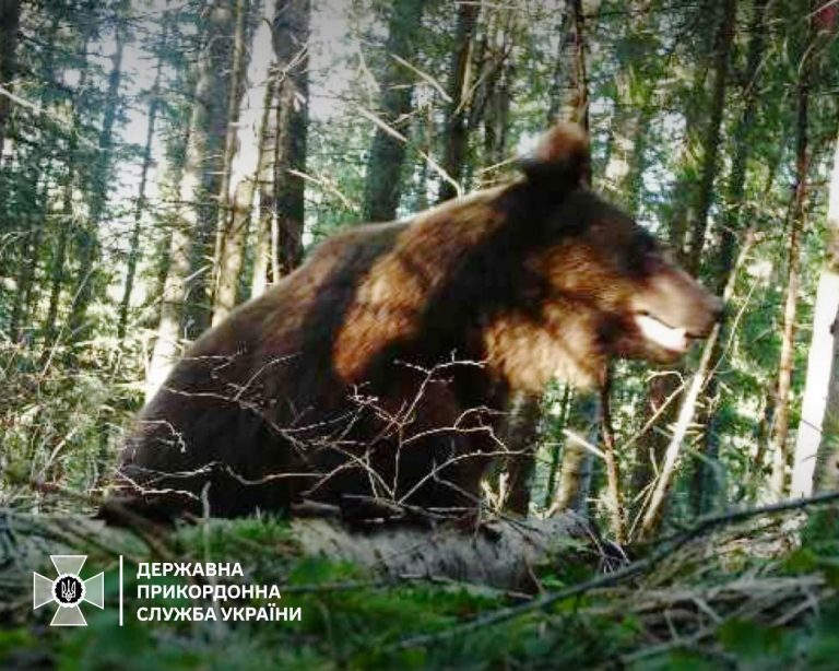 Фотопастки зафіксували ведмедя на кордоні Чернівецької та Івано-Франківської областей (ФОТО) 6 434465392 760406976198175 235387497209426811 n