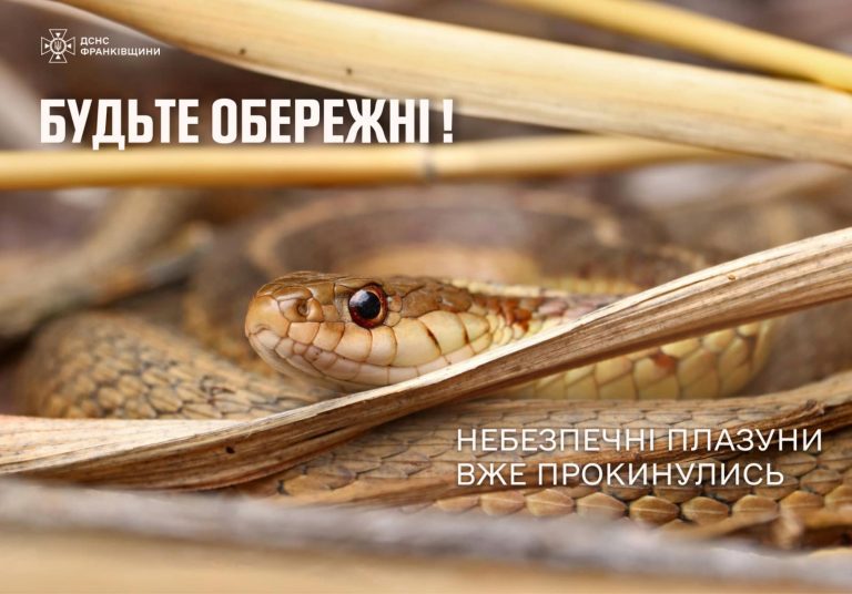 На Прикарпатті виловили плазуна на території дитсадка 2 436229387 736547358634630 6701761699959451715 n