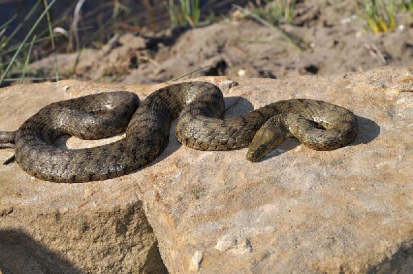 На Франківщині можна зустріти п'ять видів змій: отруйною є лише одна