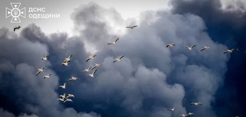Фото пеліканів, які летять крізь дим від ракетного обстрілу Одещини, розчулило мережу