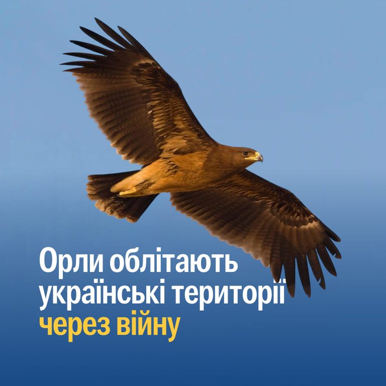 Роблять коротші зупинки: орли змінюють міграційний шлях через війну в Україні