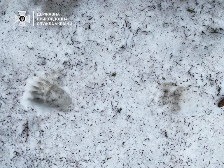 На гірських маршрутах поруч із державним кордоном помітили ведмедів (ФОТО) 2 news 20240519 114313 17161081932
