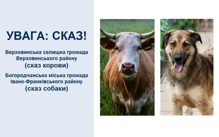 На Прикарпатті виявили сказ у корови та собаки 8 448202341 766118495699355 4219658037950580963 n