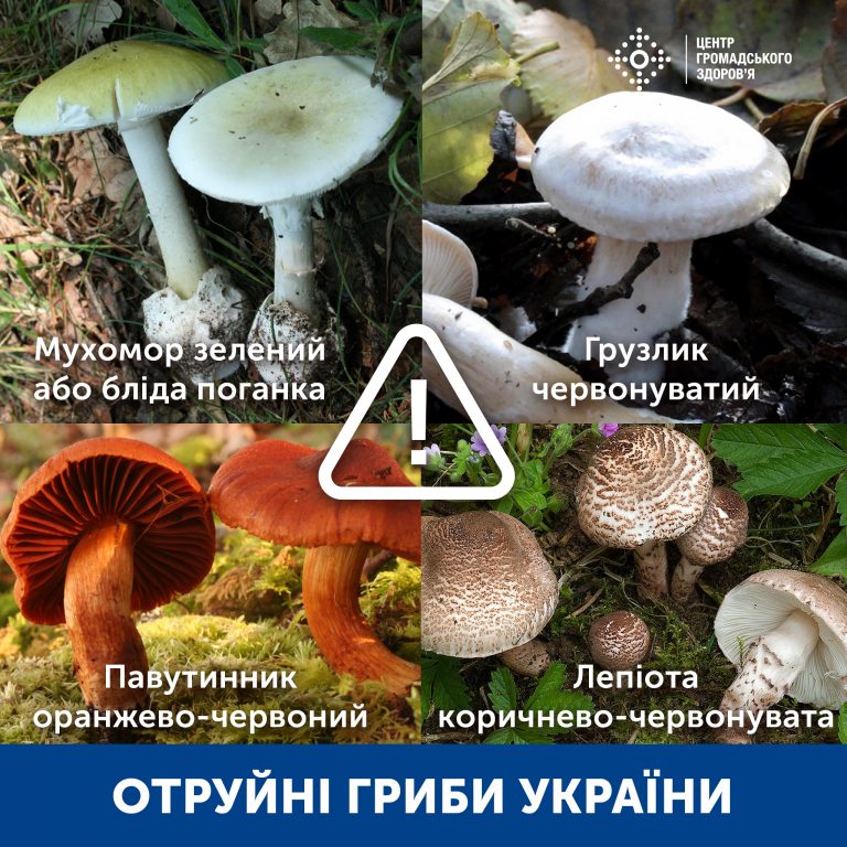 Отруйні гриби України: найчастіше люди труяться блідою поганкою