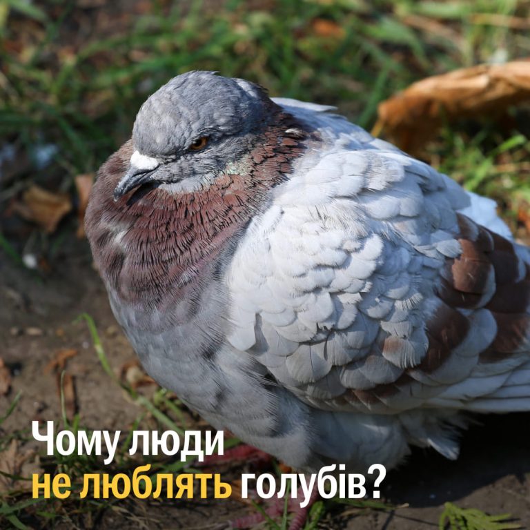 Чому люди не люблять голубів: дослідження