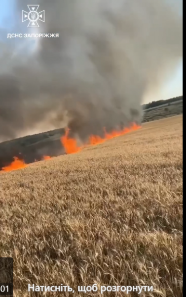 На Запоріжжі через обстріл росії згоріло чотири гектари пшениці (ВІДЕО)