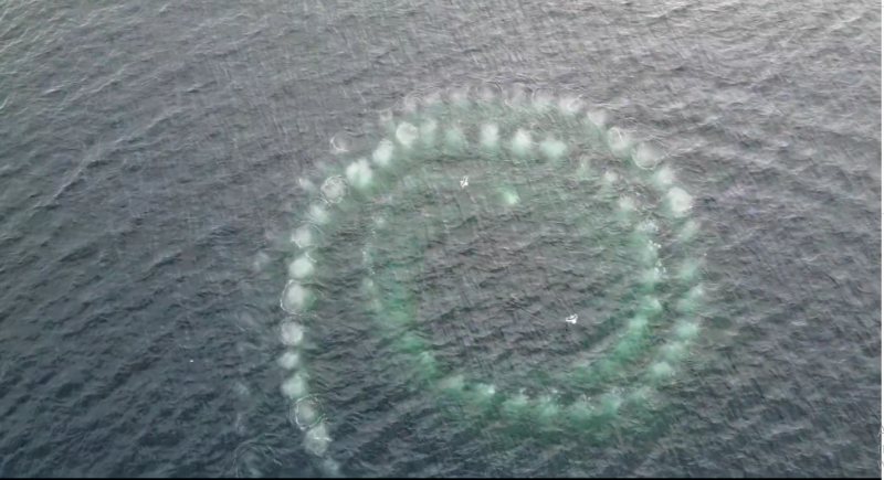 Неймовірне явище: навіщо кити закручують спіралі в океані (ВІДЕО)