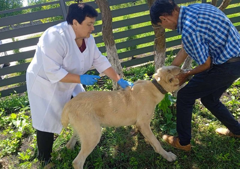 На Прикарпатті безкоштовно вакцинують домашніх тварин проти сказу (ФОТО)
