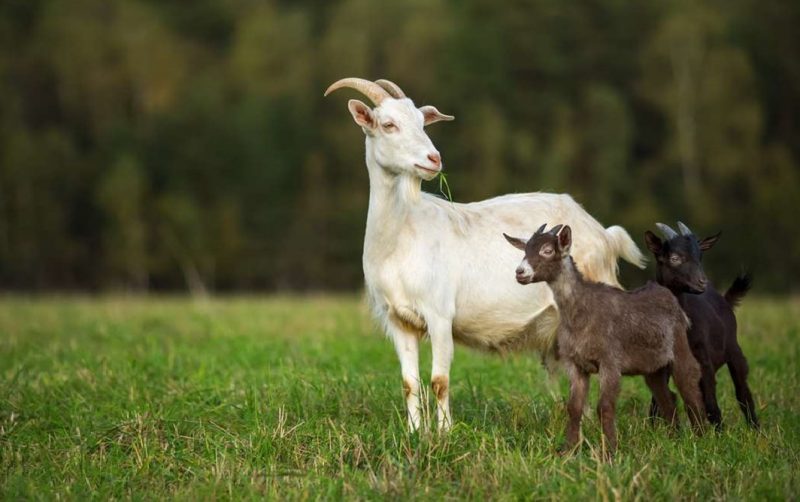 На кордоні з Україною виявили небезпечне захворювання кіз та овець
