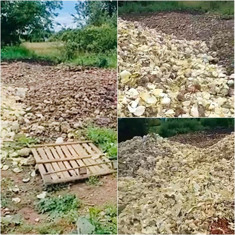 Гори картоплі, цибулі, моркви: на Калущині невідомі облаштували стихійне сміттєзвалище (ФОТО) 3 MyCollages 14