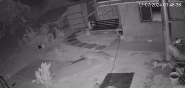 У селі на Закарпатті вовк зайшов на подвір'я і загриз собаку (ВІДЕО) 9 photo 2024 07 18 18 44 06