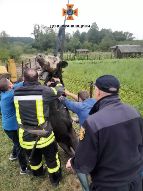 У Богородчанах корова впала у яму: витягували рятувальники (ФОТО)