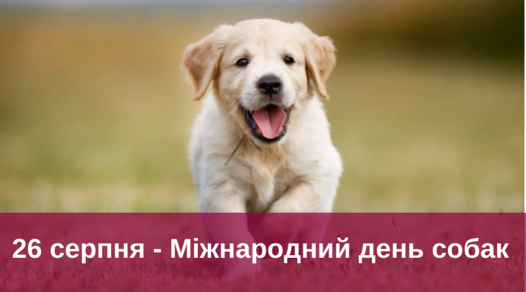 26 серпня 2024 року: яке свято, події, іменини 9 Synyj y Fyoletovyj Povsednevnyj Korporatyvnyj Tehnologycheskyj Vnutrennye Kommunykatsyy Veb sajt