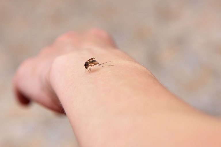 Вірус переносять комарі: прикарпатців попереджають про небезпечну хворобу 4 e6c56ba5d0ddbcf89722b6be99829e8c 1