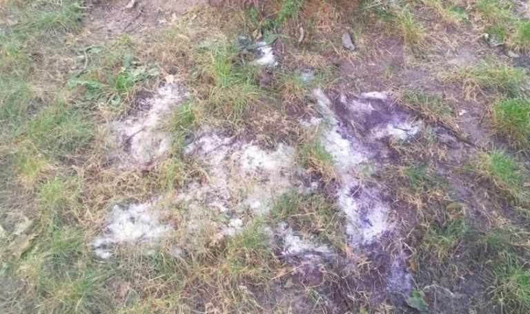 У Львові чоловік підсипав дерева сіллю: комунальникам довелося прибирати (ФОТО) 8 У Львові чоловік підсипав дерева сіллю: комунальникам довелося прибирати (ФОТО)