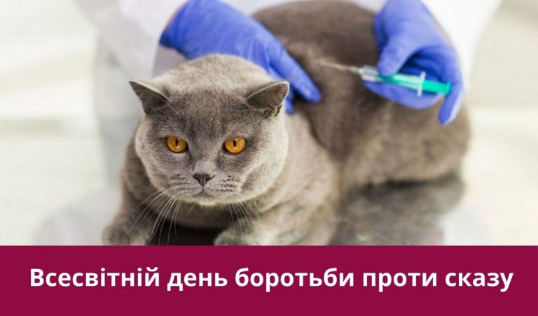 28 вересня 2024 року: яке свято, іменини, події 3 Synyj y Fyoletovyj Povsednevnyj Korporatyvnyj Tehnologycheskyj Vnutrennye Kommunykatsyy Veb sajt 9
