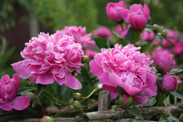 depositphotos 4176690 stock photo peonies