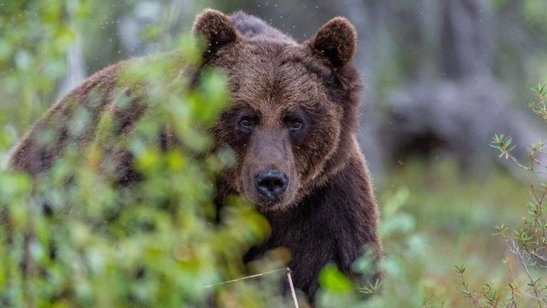 На Прикарпатті чоловік дивом вижив після нападу ведмедя: подробиці 10 3b02184c100ba573