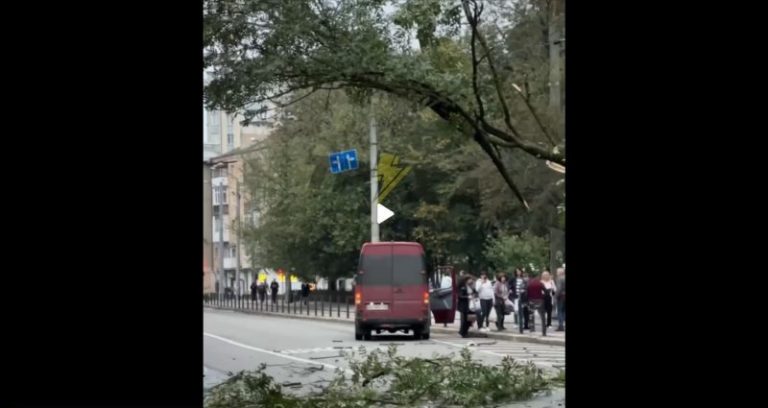 У Франківську дерево впало на дорогу: обірвалася тролейбусна контактна мережа 8 photo 5190656814499357025 w scaled e1728142354441