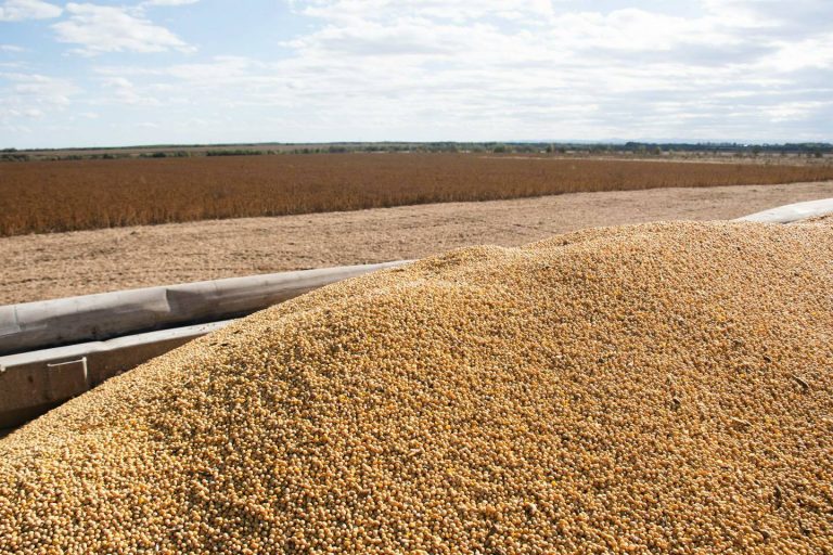 У Франківській громаді збирають врожай сої: чи рясно вродила? 6 soya na stattyu