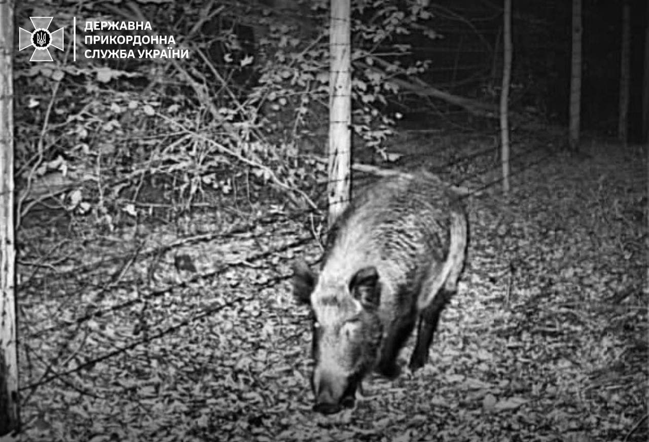 На кордоні зі Словаччиною фотопастка зафіксувала зубра (ФОТО)