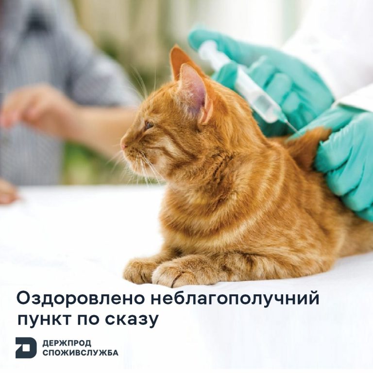 Солотвинську громаду оздоровили від сказу кота: які заходи провели