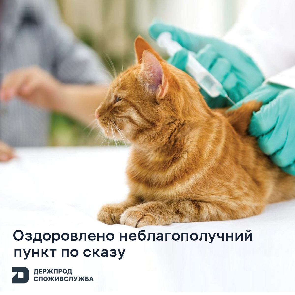 Солотвинську громаду оздоровили від сказу кота: які заходи провели