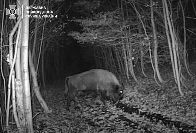 На кордоні зі Словаччиною фотопастка зафіксувала зубра (ФОТО) 10 На кордоні зі Словаччиною фотопастка зафіксувала зубра (ФОТО)