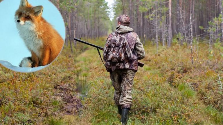 У Косівській громаді відстрілюють лисиць, вовків, бродячих собак та сірих ворон 1 У Косівській громаді відстрілюють лисиць, вовків, бродячих собак та сірих ворон