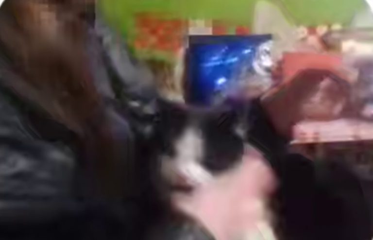 У Франківську двоє дівчат знущалися над котом: що відомо 2 478095469 658004983240119 8920100319485324396 n111