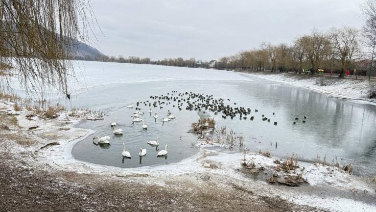 На озері у Надвірній лебеді та дикі качки опинилися в "льодовій пастці" (ФОТО) 4 На озері у Надвірній лебеді та дикі качки опинилися в "льодовій пастці" (ФОТО)