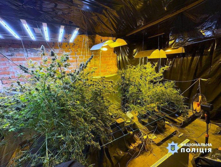 На Прикарпатті ліквідували масштабну мережу з вирощування та збуту «канабісу» (ФОТО) 7 481121301 642914151716151 7242939465800322966 n