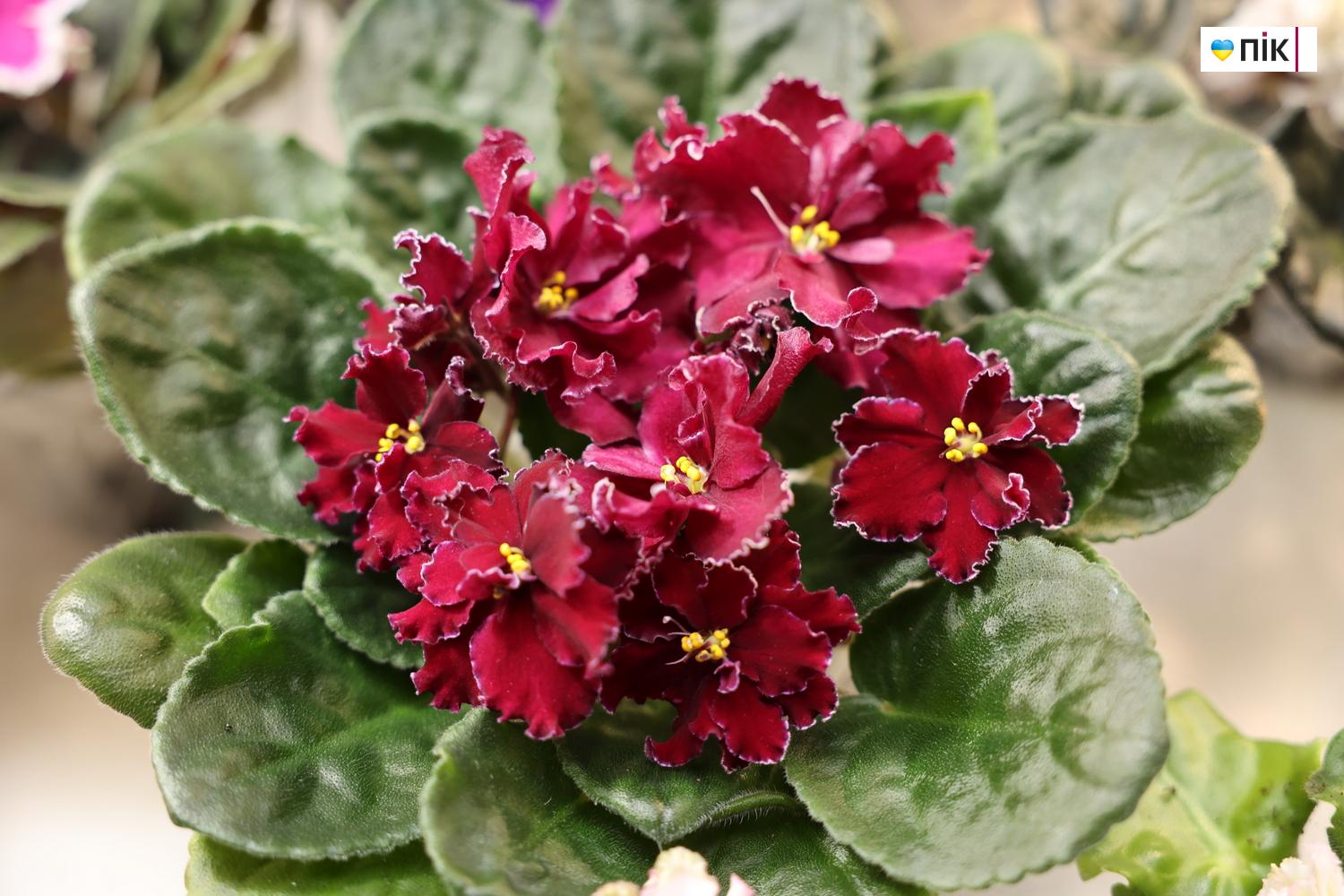 Люди Прикарпаття: на виставці фіалок та кактусів у Франківську (ФОТО) 3 IMG 8520 resize