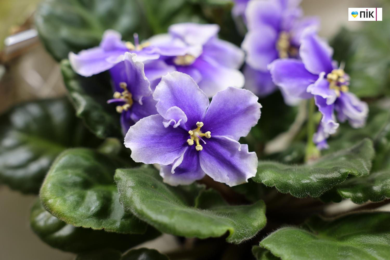 Люди Прикарпаття: на виставці фіалок та кактусів у Франківську (ФОТО) 4 IMG 8522 resize