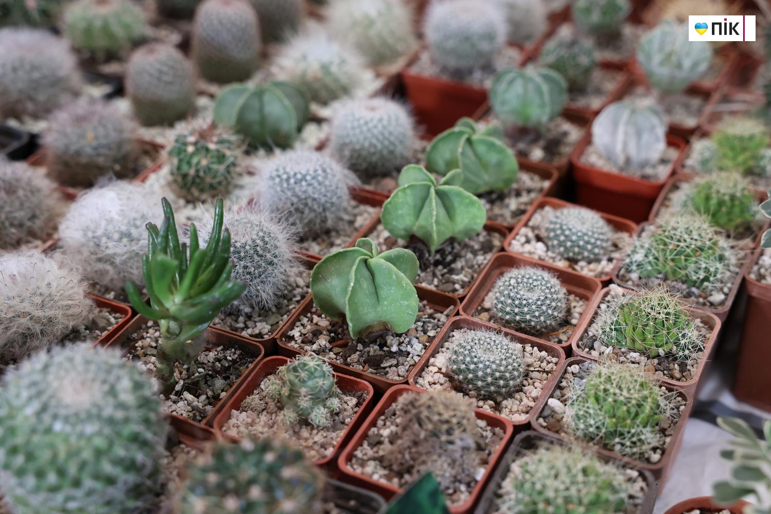 Люди Прикарпаття: на виставці фіалок та кактусів у Франківську (ФОТО) 6 IMG 8525 resize