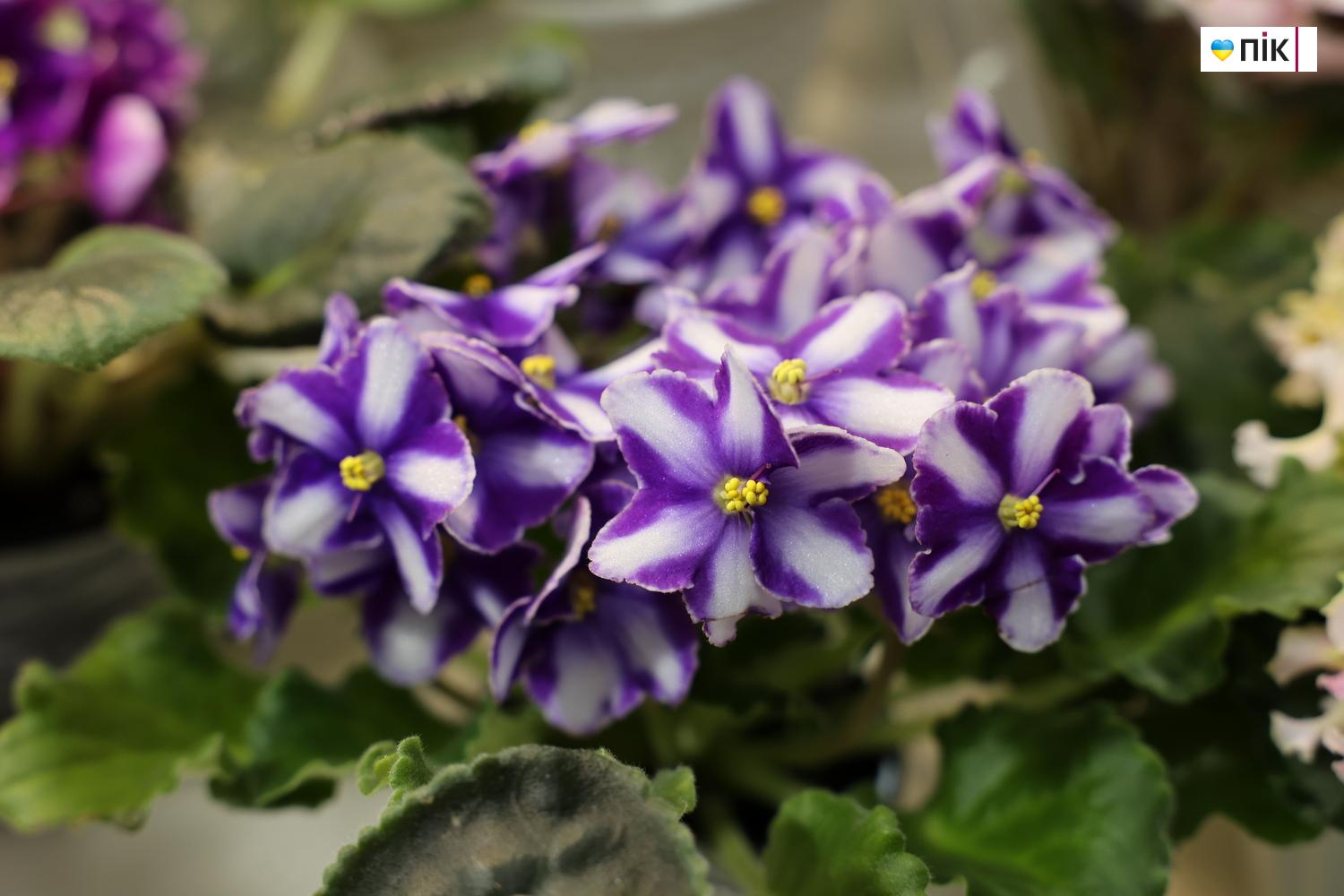 Люди Прикарпаття: на виставці фіалок та кактусів у Франківську (ФОТО) 8 IMG 8539 resize