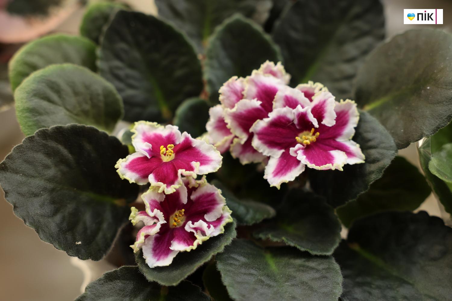 Люди Прикарпаття: на виставці фіалок та кактусів у Франківську (ФОТО) 9 IMG 8542 resize