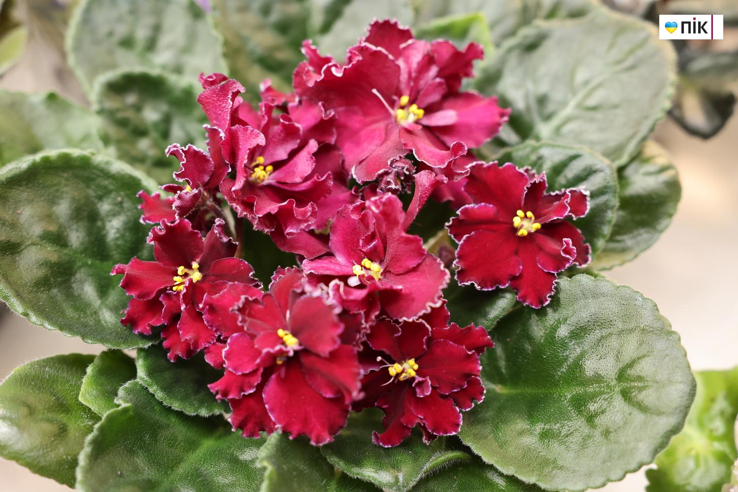 Люди Прикарпаття: на виставці фіалок та кактусів у Франківську (ФОТО) 10 IMG 8544 resize