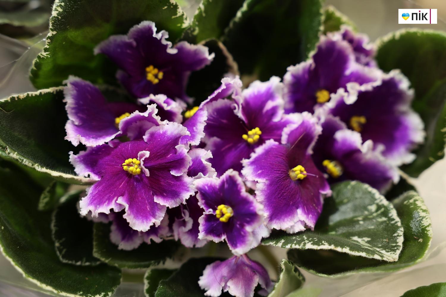 Люди Прикарпаття: на виставці фіалок та кактусів у Франківську (ФОТО) 11 IMG 8546 resize