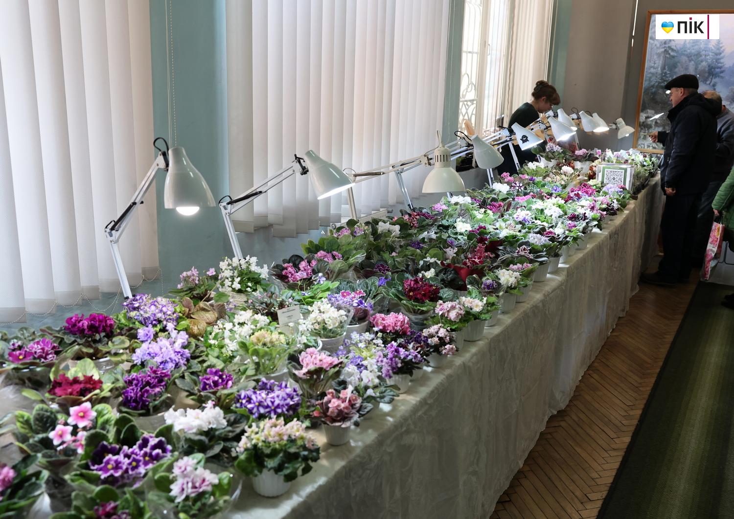 Люди Прикарпаття: на виставці фіалок та кактусів у Франківську (ФОТО) 16 IMG 8632 resize